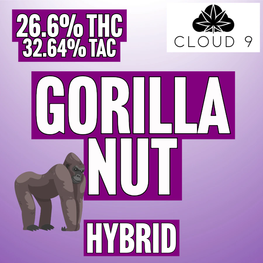 Cloud 9 Canna - Cloud 9 | Gorilla Nut Main Image