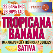 Forest City | Tropicana Banana