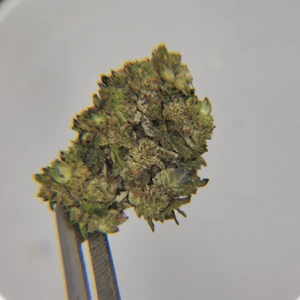 Collie Fields - Collie Fields | Flower [I] | GMO Cookies (0558)