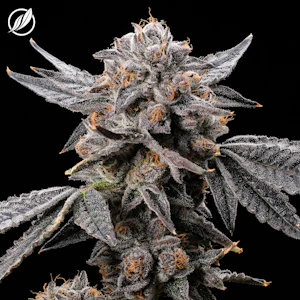 CT Pharma - GMO - CTP Flower I 25425