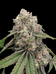 Donnie Burger - Flower (Indica)