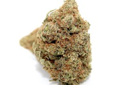 GF | Gorilla Cookies