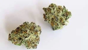 SCOUT & SEED - GRAND MASTER SEXY 3.5 GRAMS
