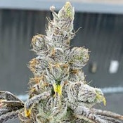 Bulk Flower | Rare Michigan Genetics | Gack OG