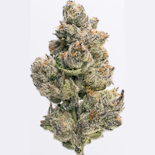Northern Star - Galatic Glaze Indoor Flower 3.5g