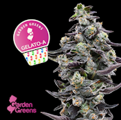 [REC[ Garden Greens | Gelato A | 14g Flower