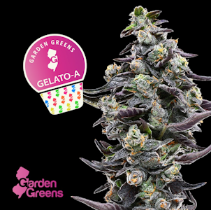 GARDEN GREENS - Garden Greens | Gelato A | 3.5g