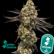 [REC] Garden Greens | ICC x OZ | 14g Flower