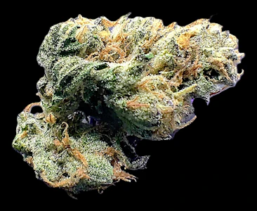 BLUE RAIN - Garlatto - Flower