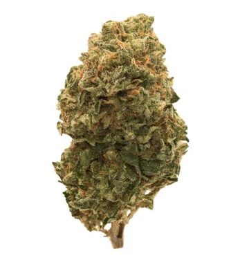 APPLE GUY FLOWERS - Garlic Freeze *32% TAC* | 3.5g Premium Flower | TAX INCLD Main Image