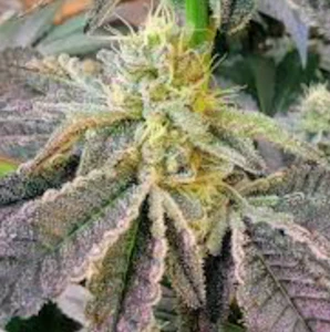 Honey Dog Heaven - Garlic Icing | Flower | 3.5g | Honey Dog Heaven