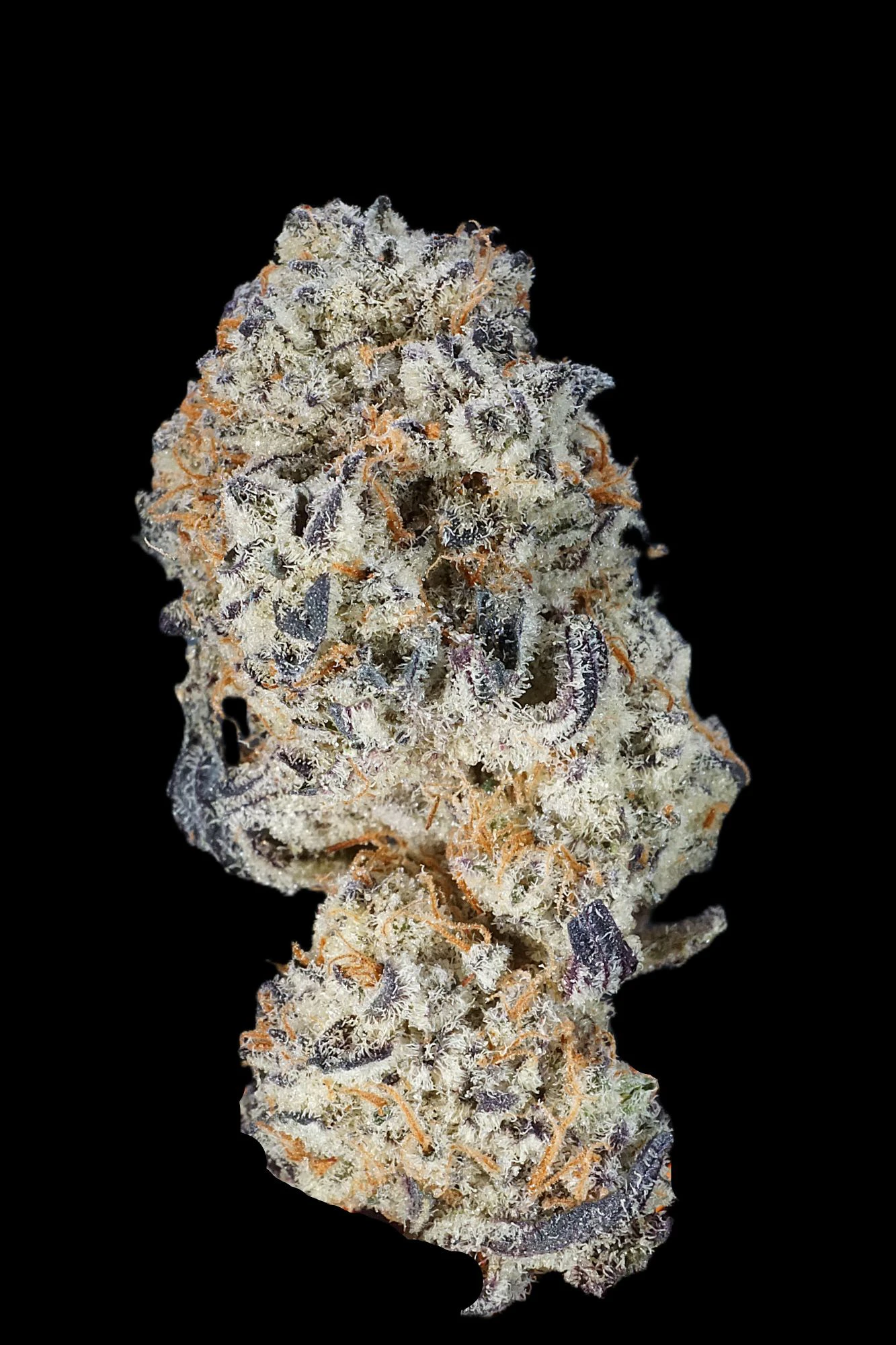 Chronicseur Farms - Garlic Icing - 50/50 Hybrid - Bulk Flower Main Image
