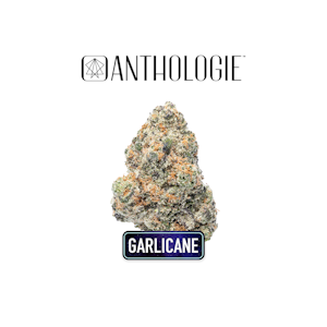 ANTHOLOGIE - Garlicane 3.5g