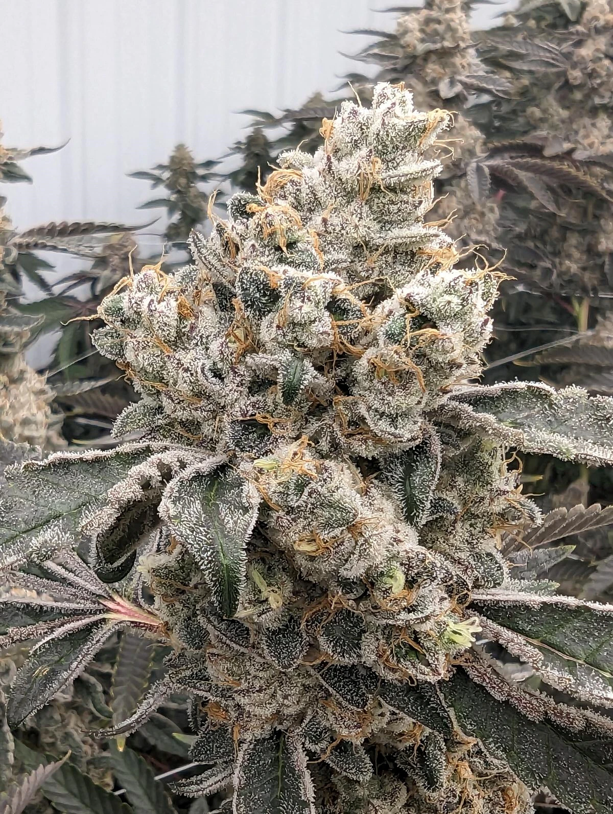 Good Nature Cannabis Company - Gary's Breath - Flower Main Image