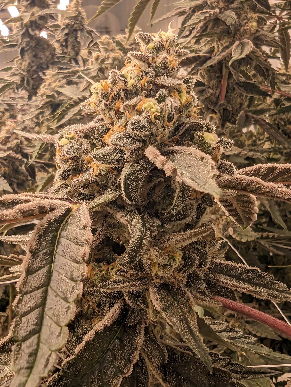 Producteurs de CBD Gummies en Europe