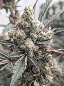 GOOD NATURE CANNABIS COMPANY - Gary's Cookies - Flower