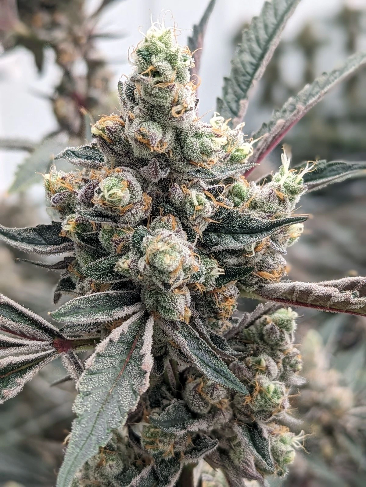 Good Nature Cannabis Company - Gary's Cookies - Flower Main Image