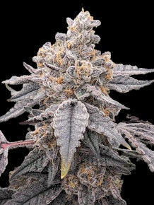 Gary's Breath - Flower (Indica)
