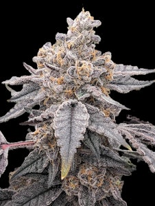 GOOD NATURE CANNABIS COMPANY - Gary's Breath - Flower (Indica)