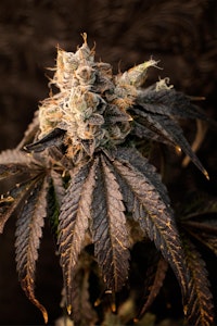 SCOUT & SEED - SCOUT & SEED - GAZZ 3.5 GRAMS