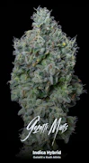 Gelatti Mints 3.5G Jar By Alt Sol