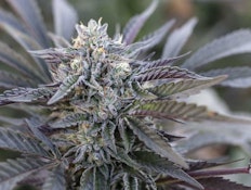  Hendrx Clone - Rooted Plug - Gelato