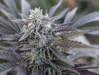 Hendrx Clone - Hendrx Clone - Rooted Plug - Gelato