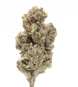 TVC | Gelato #33 | Bulk Flower