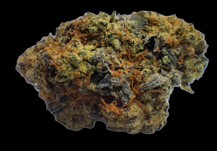 Lyra - Gelato Mintz Bulk Flower