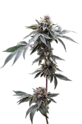 VERTICAL - GELATO 33 3.5 GRAMS