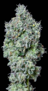Master Kush 3.5G Jar By Alt Sol