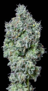 ALTERNATIVE SOLUTIONS - Master Kush 3.5G Jar By Alt Sol