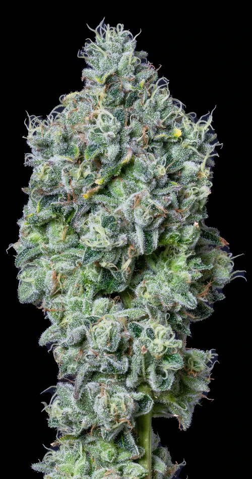 ALTERNATIVE SOLUTIONS - Cheerioz 3.5 G Jar By Alt Sol Main Image