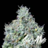 Product Preview Image 1