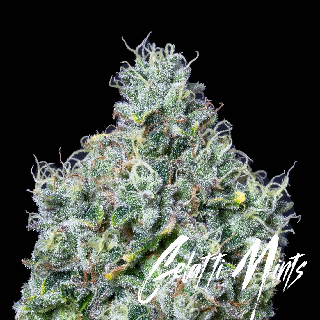 AltSol - 7g - Gelatti Mints - Sativa Dom Hybrid Main Image