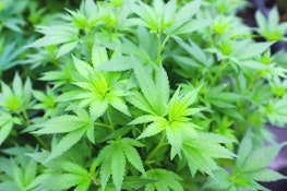 Injoy Cannabis Black Maple