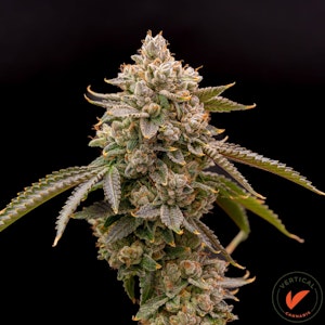 VERTICAL - VERTICAL - GLOBE TROTTER 3.5 GRAM