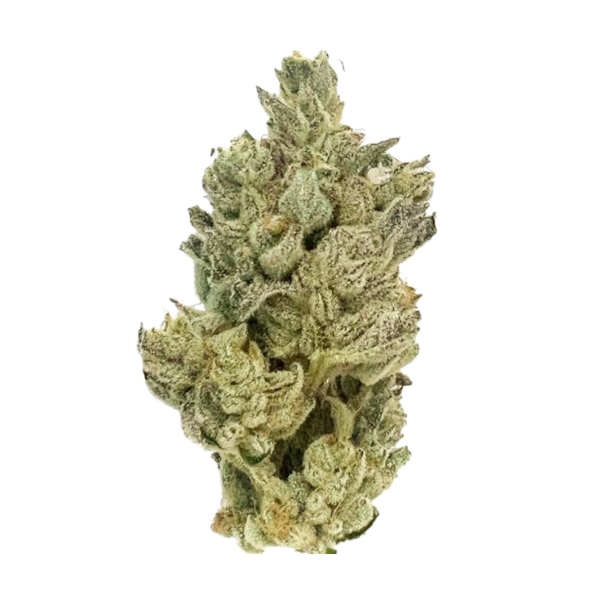 Gluetopia (H) | 3.5g Premium Flower | CBX - Shop The Menu