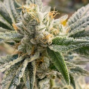 STABILITY GROWERS - GOLDEN GOAT 3.5 GRAMS