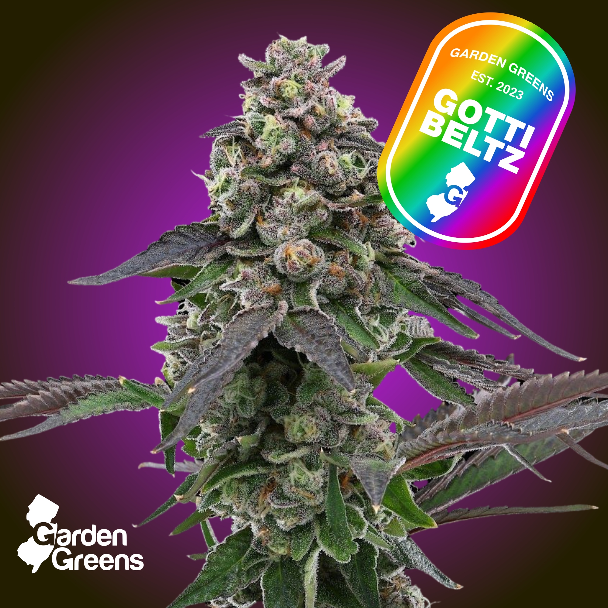 Mixed Buds | Gotti Beltz | 7g