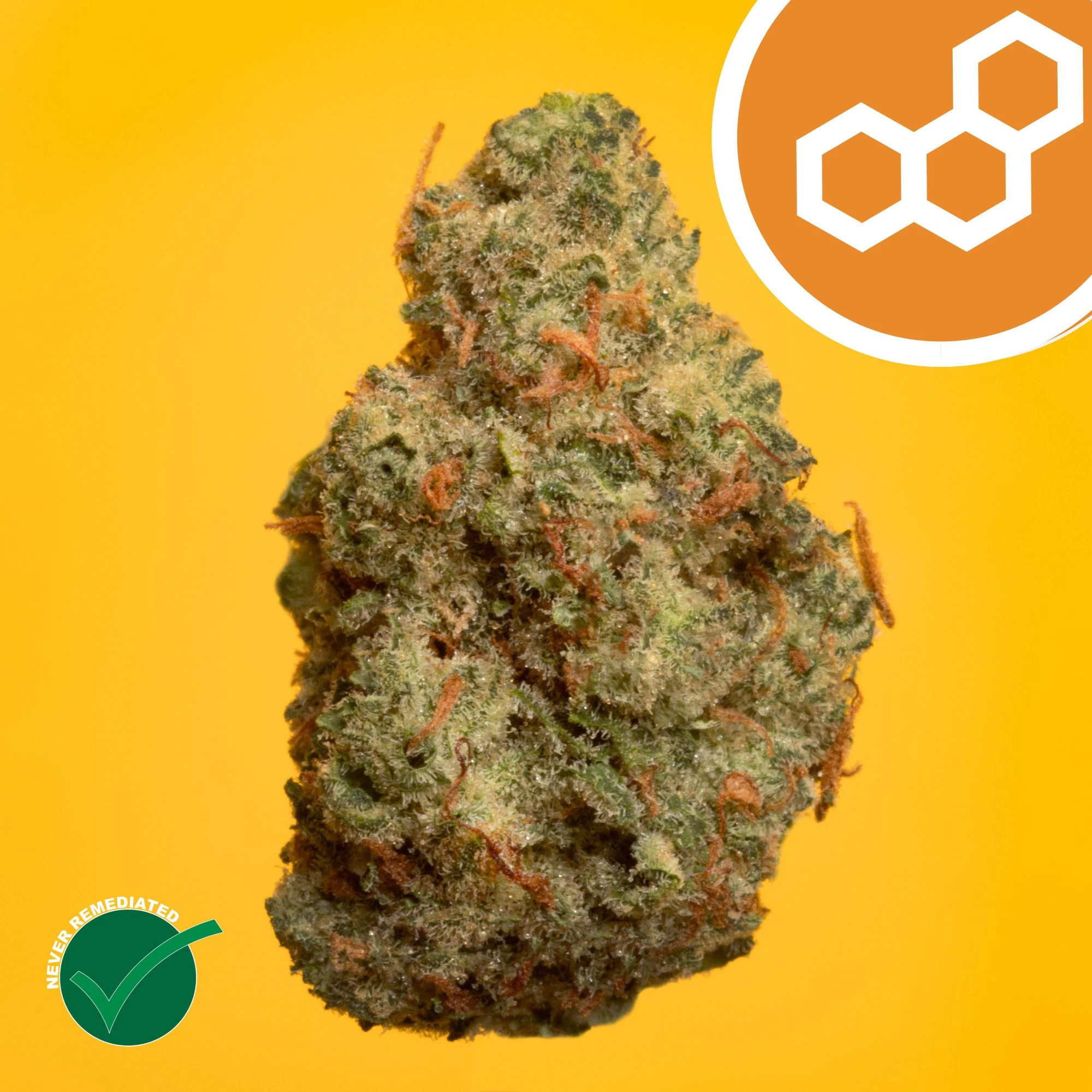 Theraplant - Grand Pappy's Chillemon 42150 Main Image
