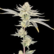 [REC] Green Lightning | Grandi Guava | 7g Smalls