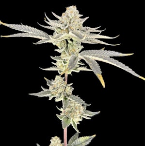 Green Lightning - [REC] Green Lightning | Grandi Guava | 7g Smalls