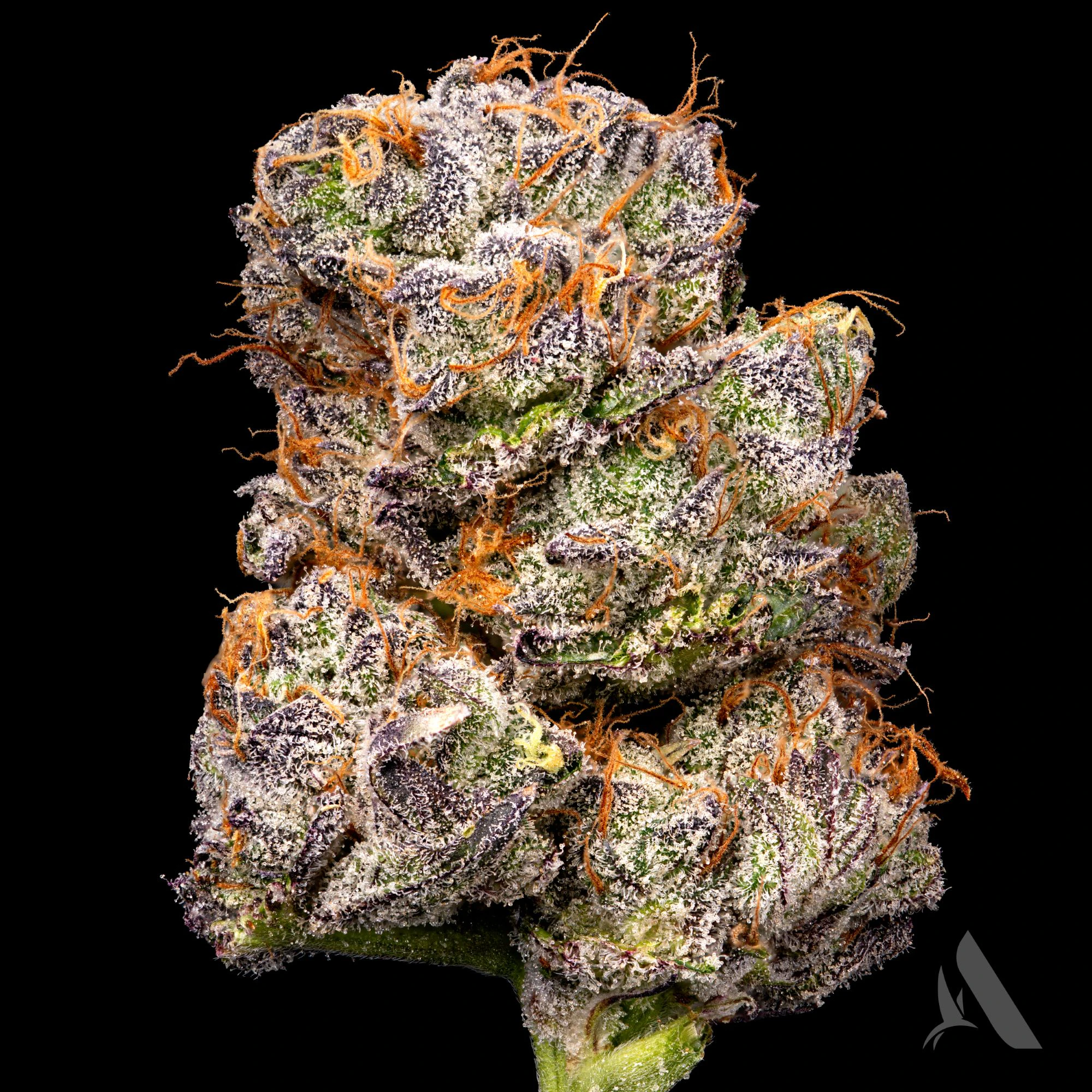 AFFINITY - Grape N' Cream Flower T23.70% H 00458 Main Image
