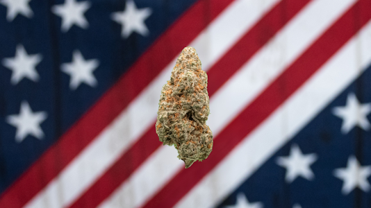 AMERICAN GROWN - American Grown- Grape Pie #4-Deli Flower