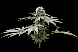VERTICAL - GRAPE BUBBLEGUM 3.5 GRAMS