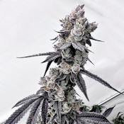 ExoticGenetix Grapechata Seeds