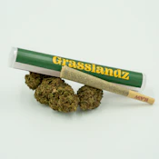 GL Glue 31 | 1g | 1 count