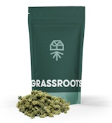 Jayna's Sunshine | Grassroots | 14G