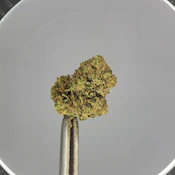 Williams Wonder | Flower [S] | Green Cr@ck (6029)